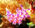   Purple my favourite color Taken Vietnamese Wreck Perhentian Island  